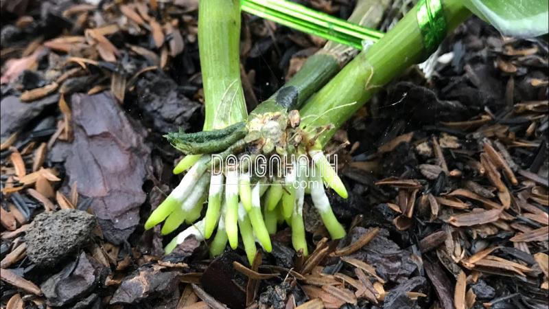 Bio Root 0-1-1 Kích rễ hữu cơ cực mạnh dành cho hoa lan