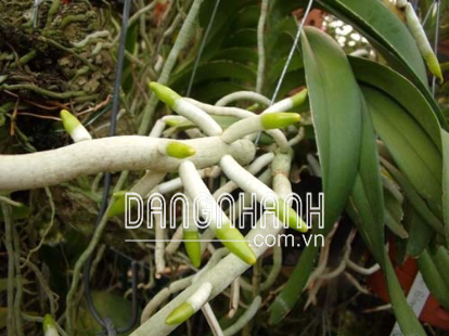 Bio Root 0-1-1 Kích rễ hữu cơ cực mạnh dành cho hoa lan