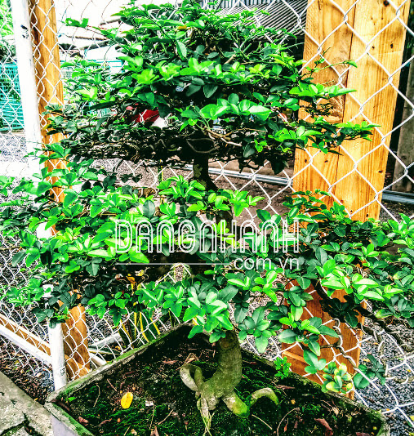 Cây Kim Quýt – Cây bonsai tài lộc