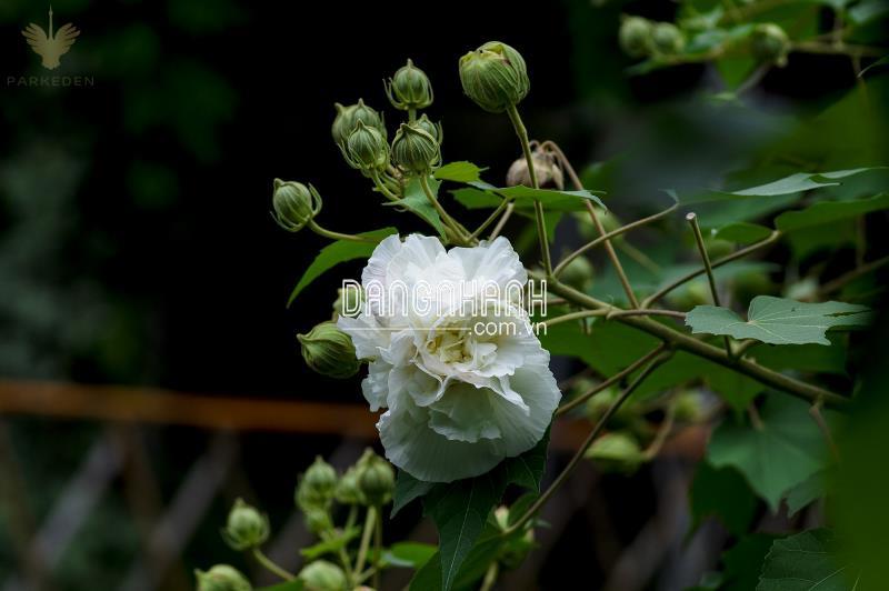 Hoa phù dung (Hibiscus Mutabilis L)