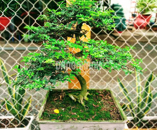 Cây Kim Quýt – Cây bonsai tài lộc