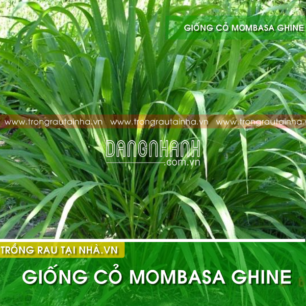 Hạt Giống Cỏ Mombasa Ghine, cỏ ghine , cỏ Ghinê (Cỏ chăn nuôi)
