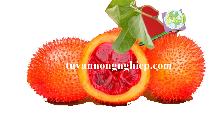 CÔNG TY CP NÔNG NGHIỆP ĐÔNG PHƯƠNG