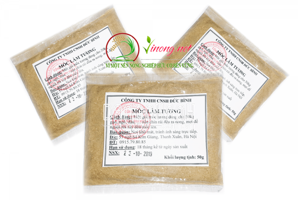 Bào tử mốc tương aspergillus oryzae