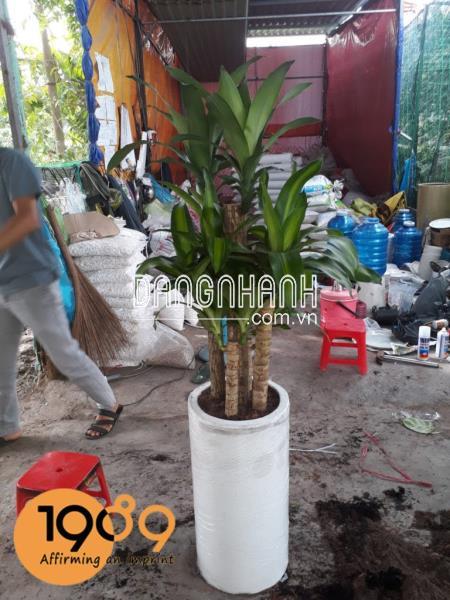 CÂY THIẾT MỘC LAN