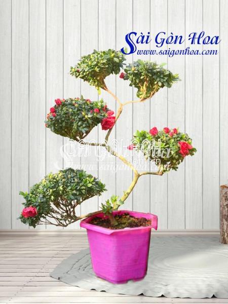 Cây Đỗ Quyên Bonsai Ngũ Phúc