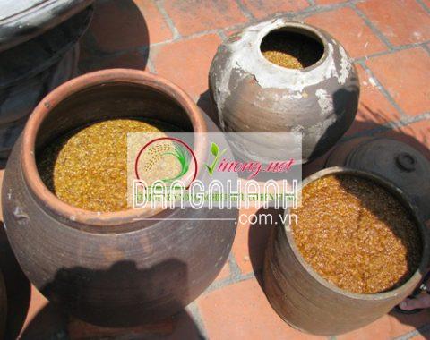 Bào tử mốc tương aspergillus oryzae