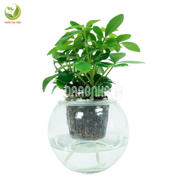 Cây Ngũ Gia Bì Xanh thuỷ sinh