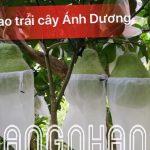 100 túi bọc trái ổi, na kích thước 18×18