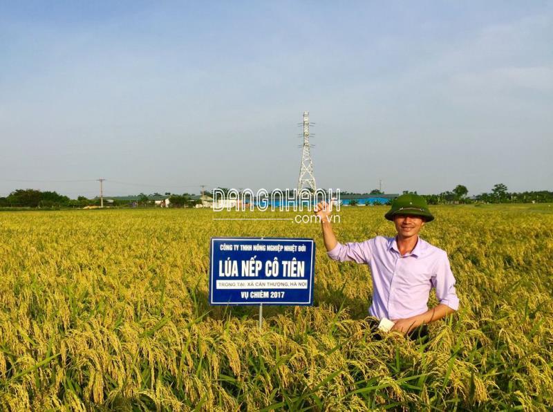 HẠT GIỐNG LÚA: NẾP CÔ TIÊN