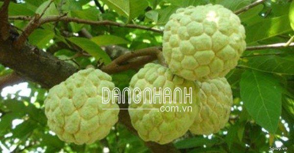 JACKPOT - Trái Chín Đồng Đều, Tạo Độ Ngọt.