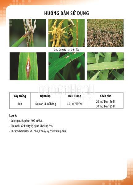Phòng trừ bệnh đạo ôn cho lúa