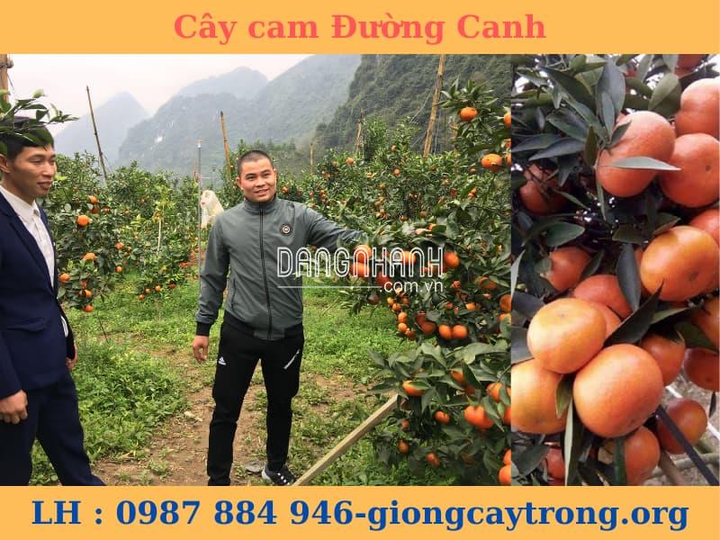 CÂY GIỐNG CAM CANH