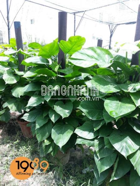 Trầu Bà Đài Loan