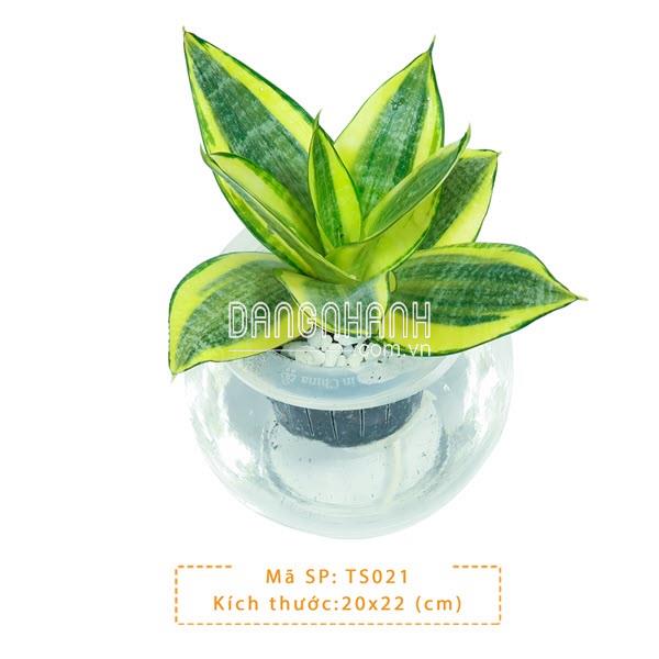 Cây Lưỡi Hổ Vàng thuỷ sinh