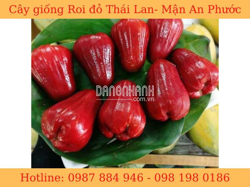 GIỐNG ROI ĐỎ THÁI LAN