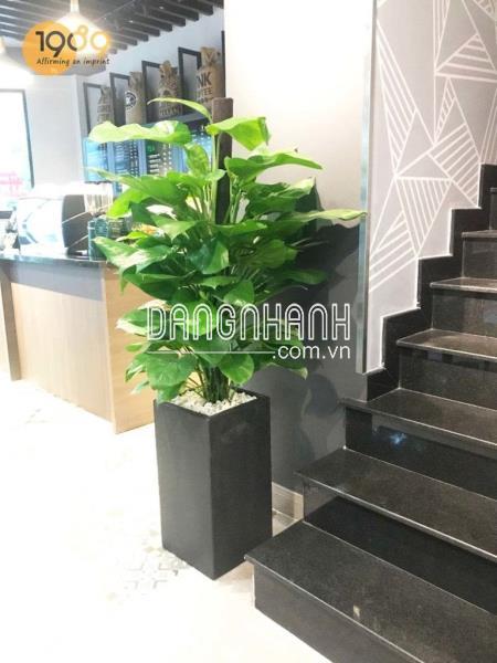 Trầu Bà Đài Loan