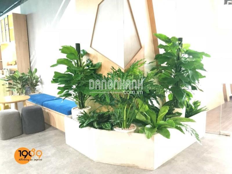 Trầu Bà Đài Loan