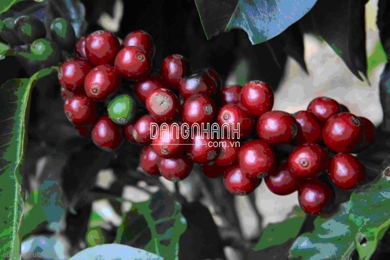  BoronicaPHAN BON VIET TRANH DE CANXI BO  (Canxi Nitrate + 3%Boron)