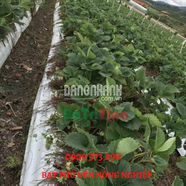 Bạt phủ Nông nghiệp