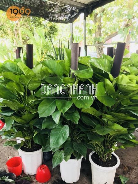 Trầu Bà Đài Loan