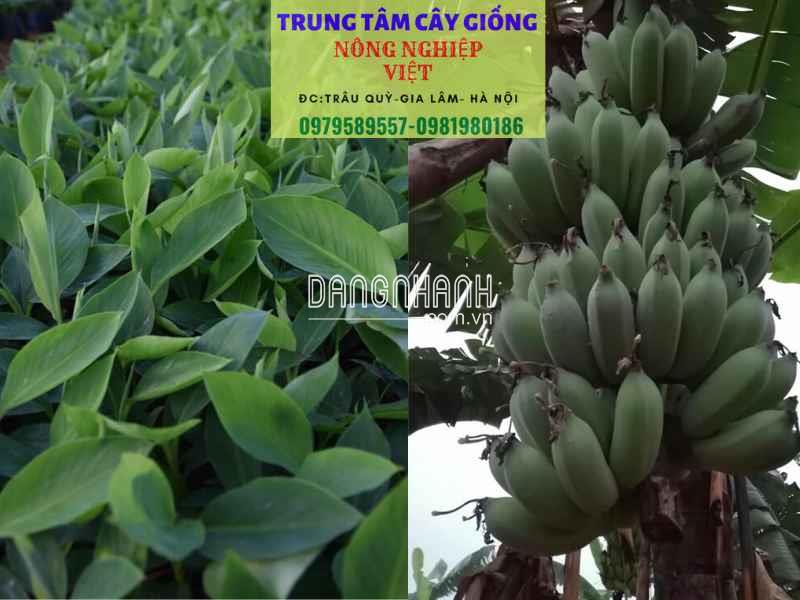 CÂY GIỐNG CHUỐI TÂY