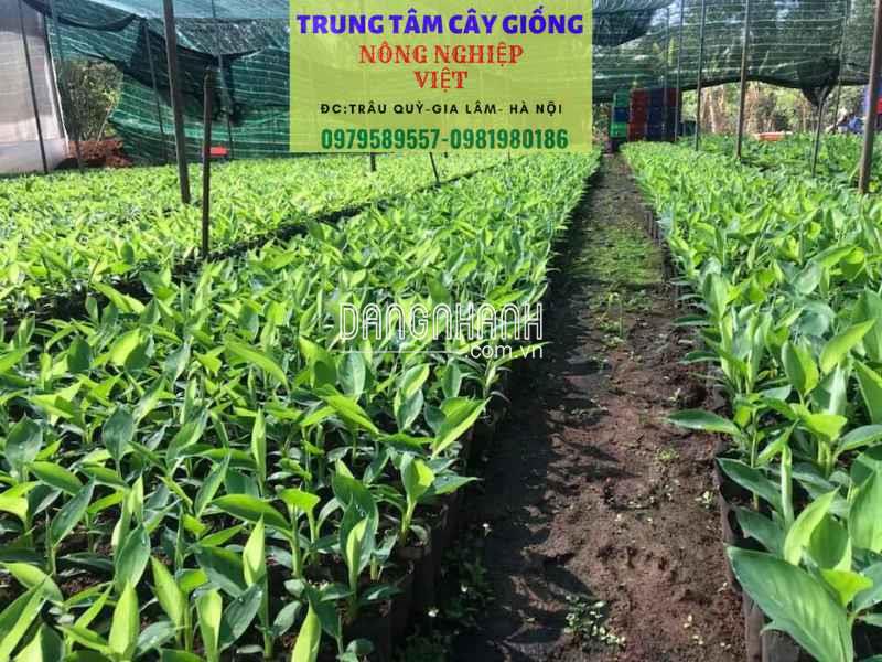 CÂY GIỐNG CHUỐI TÂY