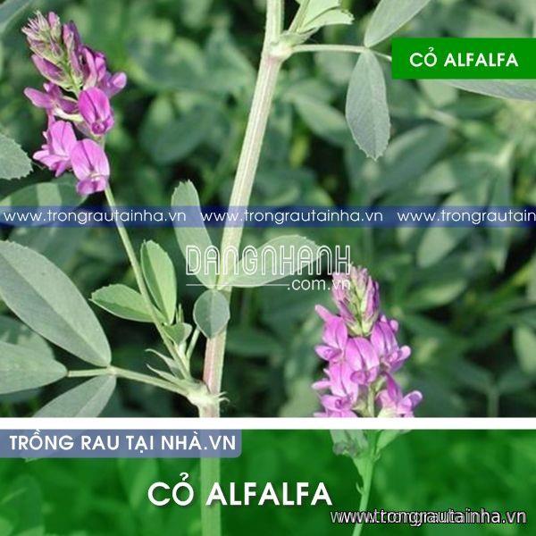 Hạt giống cỏ ALAFALFA Linh Lăng (Cỏ Chăn Nuôi)