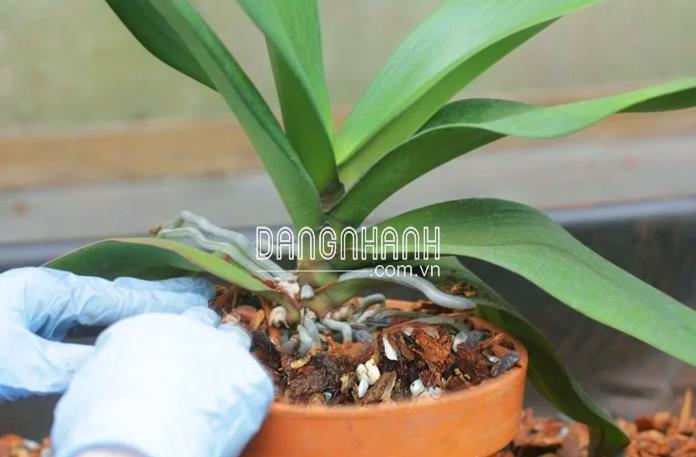 Hỗn Hợp Trồng Hoa Lan