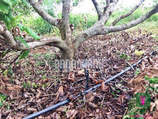 Béc tưới chống côn trùng (có điều chỉnh lưu lượng)