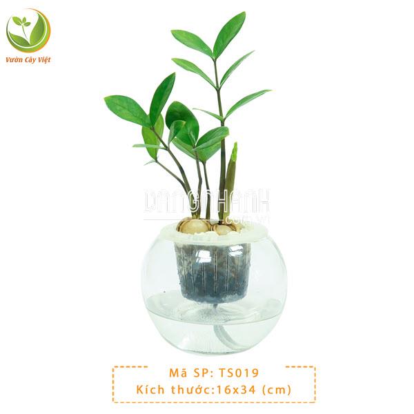 Cây Kim Tiền Củ thuỷ sinh
