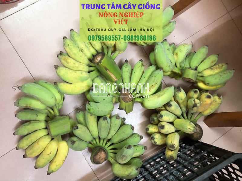 CÂY GIỐNG CHUỐI TÂY