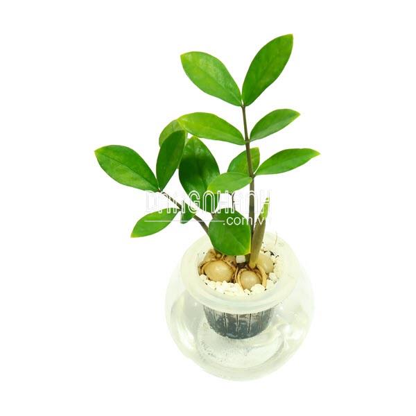 Cây Kim Tiền Củ thuỷ sinh