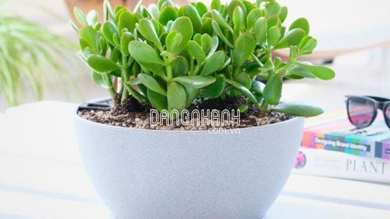 Cây ngọc bích để bàn thu hút tài lộc