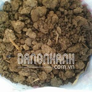 Đất Dinh Dưỡng 1989