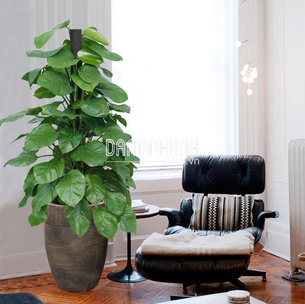 Chậu Xi Măng Venus Lớn 60x90cm | 35x85cm | 35x50cm