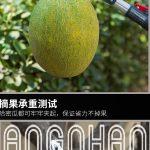 [Nhật bản – Kapusi] Kéo cắt cành, hái trái cây trên cao 3m
