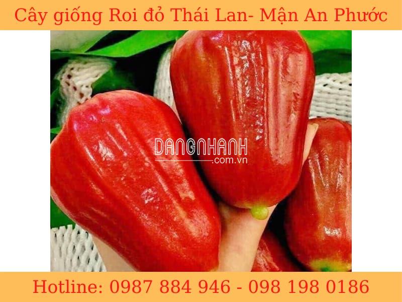 GIỐNG ROI ĐỎ THÁI LAN