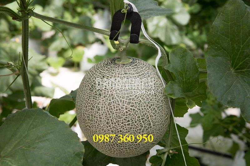 Móc Treo Trái Cao Cấp
