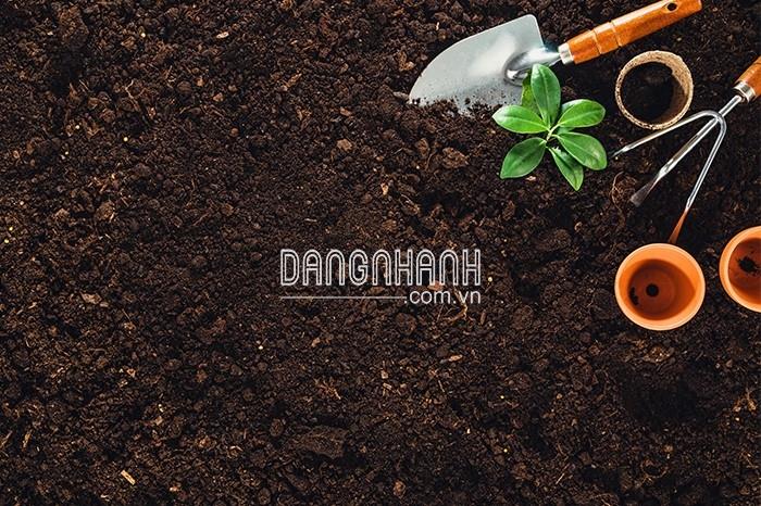 Đất Trồng Hoa Hồng
