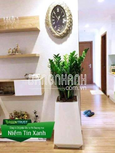 Cây Kim Tiền hợp mệnh gì?