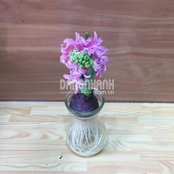 Cây Hoa Tiên Ông (Dạ Lan Hương)