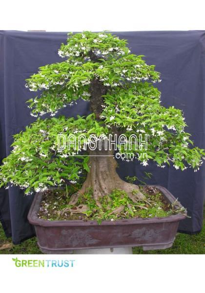 Cây Mai Chiếu Thủy