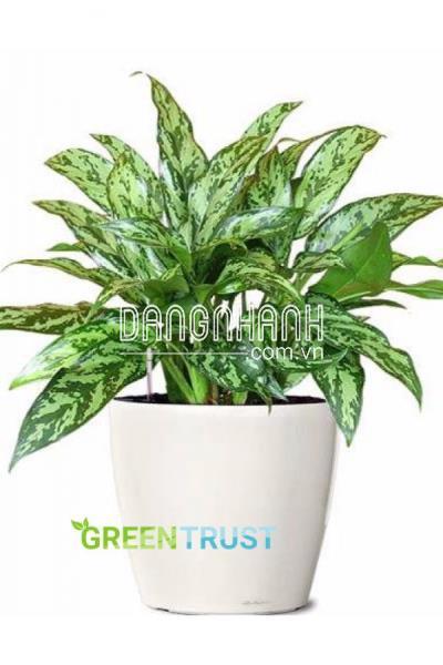 Cây ngân hậu và những thông tin cần lưu ý