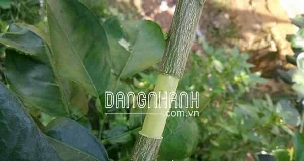 HM115-DCC - Kéo chiết cây, khoanh vỏ lưỡi răng cưa