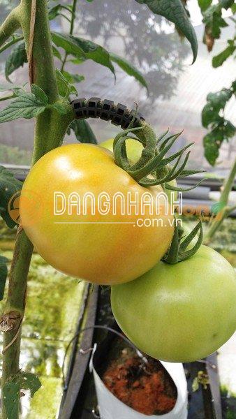 KẸP CHÙM TRÁI CÀ CHUA