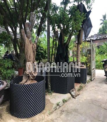 Bầu Nhựa Dưỡng Cây BoSaVina (Cao 20 cm - Cuộn dài 50 m - Dày 0.7)