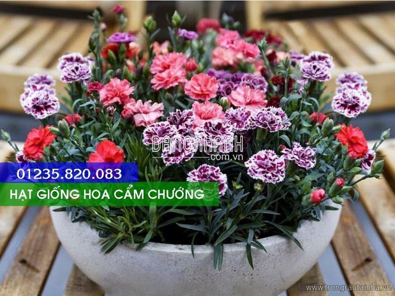 Hạt Giống Hoa Cẩm Chướng