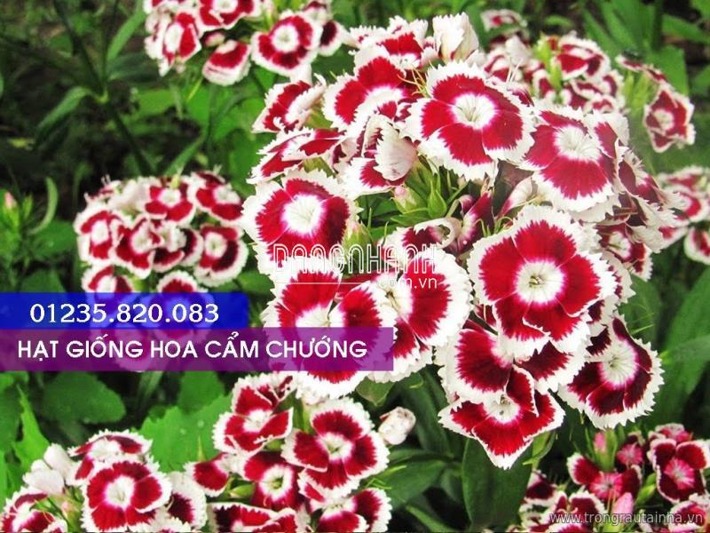 Hạt Giống Hoa Cẩm Chướng