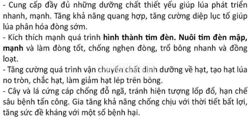 MẬP TIM ĐÈN